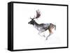Evening Buck (Fallow Deer), 2007-Mark Adlington-Framed Stretched Canvas