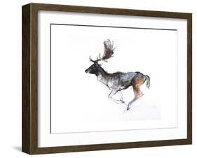 Evening Buck (Fallow Deer), 2007-Mark Adlington-Framed Giclee Print