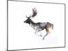 Evening Buck (Fallow Deer), 2007-Mark Adlington-Mounted Giclee Print
