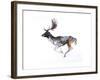 Evening Buck (Fallow Deer), 2007-Mark Adlington-Framed Giclee Print