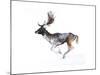 Evening Buck (Fallow Deer), 2007-Mark Adlington-Mounted Giclee Print