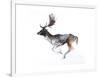 Evening Buck (Fallow Deer), 2007-Mark Adlington-Framed Giclee Print