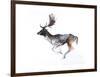 Evening Buck (Fallow Deer), 2007-Mark Adlington-Framed Giclee Print