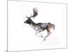 Evening Buck (Fallow Deer), 2007-Mark Adlington-Mounted Giclee Print