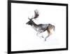 Evening Buck (Fallow Deer), 2007-Mark Adlington-Framed Giclee Print