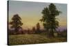Evening Daisies-Bill Makinson-Stretched Canvas