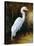 Evening Egret-Kilian-Stretched Canvas