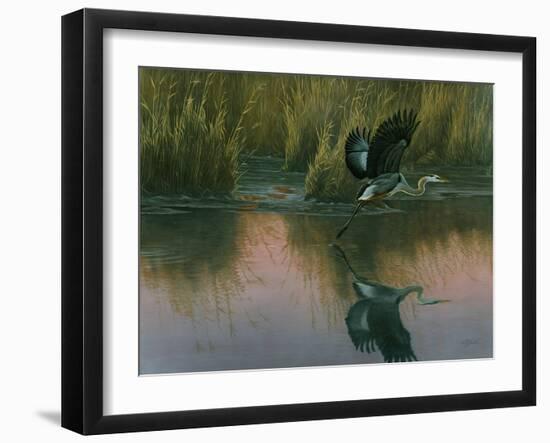 Evening Flight - Great Blue Heron-Wilhelm Goebel-Framed Giclee Print