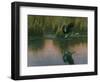 Evening Flight - Great Blue Heron-Wilhelm Goebel-Framed Premium Giclee Print