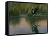 Evening Flight - Great Blue Heron-Wilhelm Goebel-Framed Stretched Canvas