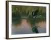 Evening Flight - Great Blue Heron-Wilhelm Goebel-Framed Giclee Print