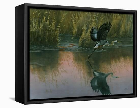 Evening Flight - Great Blue Heron-Wilhelm Goebel-Framed Stretched Canvas