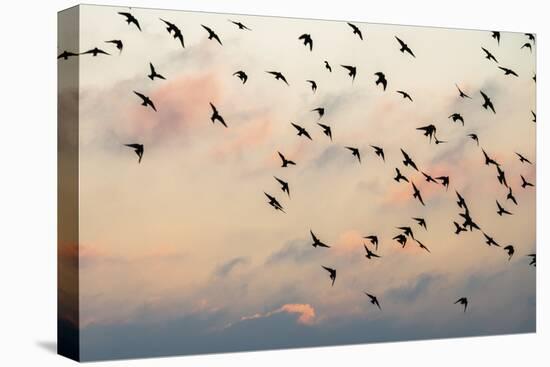 Evening Flight-Lloyd Lane-Stretched Canvas