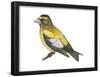 Evening Grosbeak (Coccothraustes Vespertinus), Birds-Encyclopaedia Britannica-Framed Poster