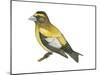 Evening Grosbeak (Coccothraustes Vespertinus), Birds-Encyclopaedia Britannica-Mounted Poster