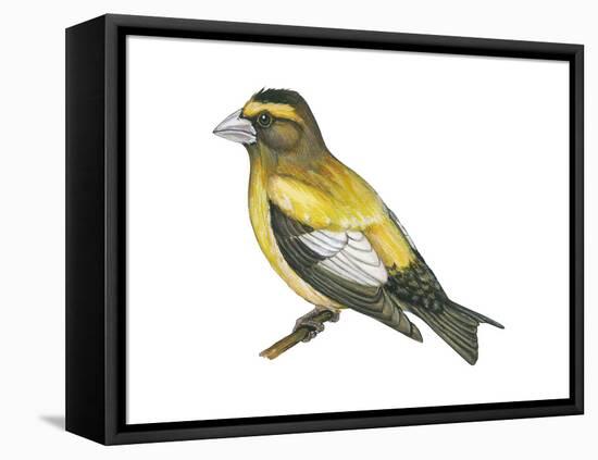 Evening Grosbeak (Coccothraustes Vespertinus), Birds-Encyclopaedia Britannica-Framed Stretched Canvas