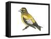 Evening Grosbeak (Coccothraustes Vespertinus), Birds-Encyclopaedia Britannica-Framed Stretched Canvas