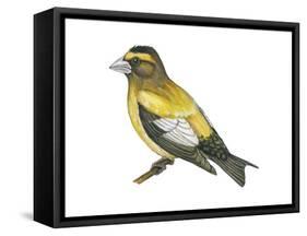 Evening Grosbeak (Coccothraustes Vespertinus), Birds-Encyclopaedia Britannica-Framed Stretched Canvas