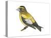Evening Grosbeak (Coccothraustes Vespertinus), Birds-Encyclopaedia Britannica-Stretched Canvas