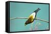 Evening Grosbeak Curiously Looking Around-Richard Wright-Framed Stretched Canvas