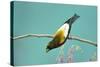 Evening Grosbeak Curiously Looking Around-Richard Wright-Stretched Canvas