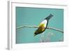 Evening Grosbeak Curiously Looking Around-Richard Wright-Framed Photographic Print