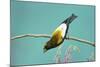 Evening Grosbeak Curiously Looking Around-Richard Wright-Mounted Photographic Print