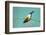 Evening Grosbeak Curiously Looking Around-Richard Wright-Framed Photographic Print