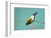 Evening Grosbeak Curiously Looking Around-Richard Wright-Framed Photographic Print