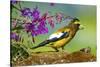 Evening Grosbeak Foraging on the Ground-Richard Wright-Stretched Canvas