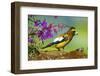 Evening Grosbeak Foraging on the Ground-Richard Wright-Framed Photographic Print