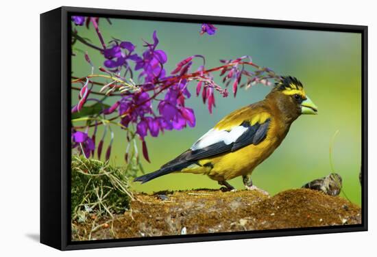 Evening Grosbeak Foraging on the Ground-Richard Wright-Framed Stretched Canvas