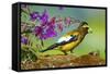 Evening Grosbeak Foraging on the Ground-Richard Wright-Framed Stretched Canvas