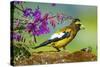 Evening Grosbeak Foraging on the Ground-Richard Wright-Stretched Canvas