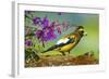 Evening Grosbeak Foraging on the Ground-Richard Wright-Framed Photographic Print