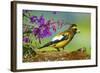 Evening Grosbeak Foraging on the Ground-Richard Wright-Framed Photographic Print