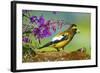 Evening Grosbeak Foraging on the Ground-Richard Wright-Framed Photographic Print