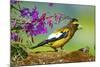 Evening Grosbeak Foraging on the Ground-Richard Wright-Mounted Photographic Print