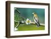 Evening Grosbeak Perched in a Tree-Richard Wright-Framed Photographic Print