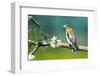 Evening Grosbeak Perched in a Tree-Richard Wright-Framed Photographic Print