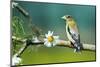 Evening Grosbeak Perched in a Tree-Richard Wright-Mounted Photographic Print