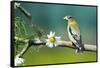 Evening Grosbeak Perched in a Tree-Richard Wright-Framed Stretched Canvas