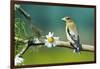 Evening Grosbeak Perched in a Tree-Richard Wright-Framed Photographic Print