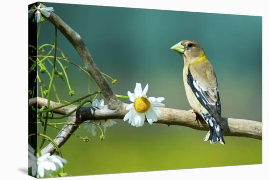 Evening Grosbeak Perched in a Tree-Richard Wright-Stretched Canvas