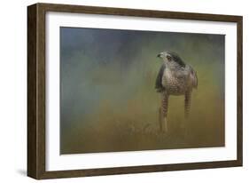 Evening Hawk-Jai Johnson-Framed Giclee Print