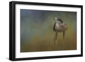 Evening Hawk-Jai Johnson-Framed Giclee Print