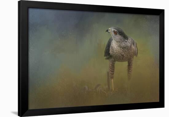 Evening Hawk-Jai Johnson-Framed Giclee Print