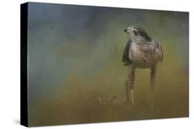 Evening Hawk-Jai Johnson-Stretched Canvas