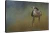 Evening Hawk-Jai Johnson-Stretched Canvas