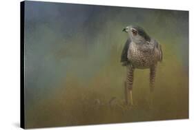 Evening Hawk-Jai Johnson-Stretched Canvas